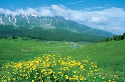 Spring in Kashmir.