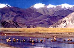 Brahmani ducks near Chumathang